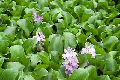 Live Water Hyacinth Tropical Aquatic Surface Pond Plant • $25.95