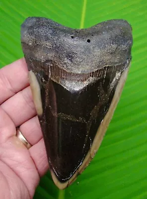 Megalodon Shark Tooth - 5 & 3/16” - Sharks Teeth - Megladone • $125