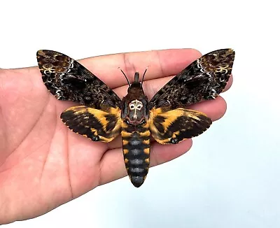 1 Real Death Head Moth Spread Mounted Skull Moth Taxadermy Oddity Collection • $35