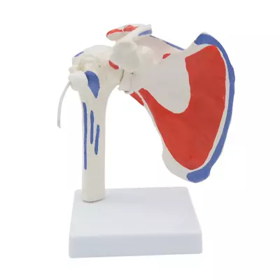 Muscle Shoulder Model Doctor Office And Classroom Anatomy Model PVC 1 Piece Q7R4 • $39.12