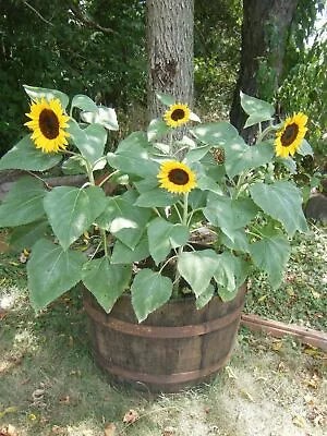 £8.95 • Buy 5x Sunflower 'Dwarf Sunspot' Plug Plants Flower (No Seeds) - 24HR DISPATCH