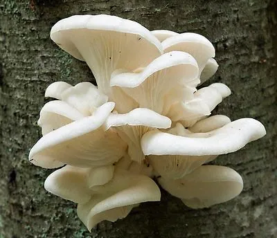 42gr/(1.5oz.) NEW  WHITE PEARL OYSTER/ MUSHROOMS SEEDS FOR LOGS AND SUPSTRATS  • $12.50