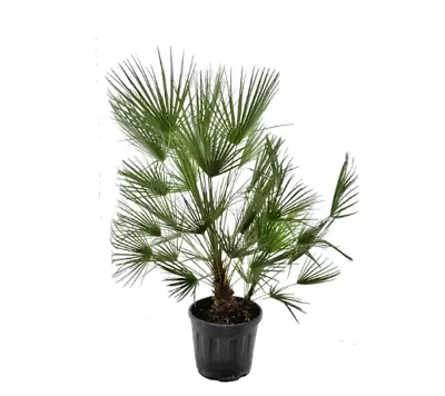 CHAMAEROPS HUMILIS - EUROPEAN FAN PALM - SPECIMEN 135cm HIGH INC.POT • £162.36