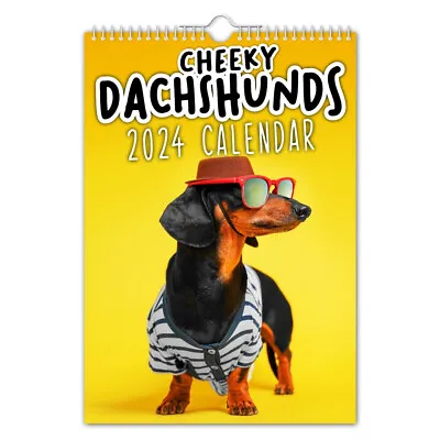 Cheeky Dachshunds 2024 Calendar Wall Hanging 12 Monthly Decoration Gifts New • £9.20