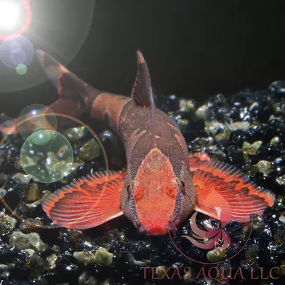 Rare Red Lizard Loach Fish | Top Quality | Top Usa Reputable Seller | Ups • $37.99