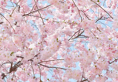 CHERRY BLOSSOM Wallpaper 144x100  Removable Wall Pink Japanese Flower Spring DIY • £28.95