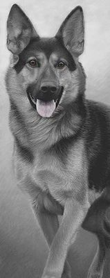 £179 • Buy Nigel Hemming WALK TALL Print, German Shepherd  Dogs Art Gift #1