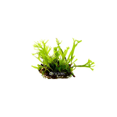 Java Fern Lace Windelov [Mini Size] | Aquarium Plants Factory® • $14.99