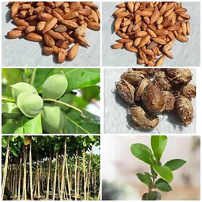 $6.98 • Buy Indian Almond Catappa Teaminalia Garden Viable Tree Live Seed Pure 20 Nut 3 Seed