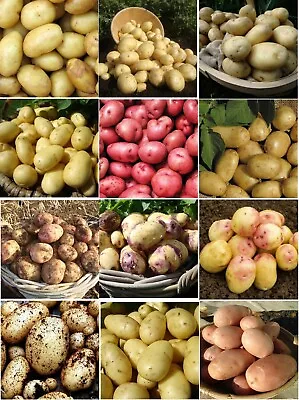 Certified Seed Potatoes -Scottish Basic Seed Potatoes X12 Tubers For Planting • £9.95