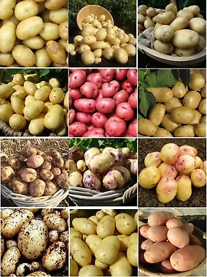 Seed Potatoes 70+ Varieties - Scottish Basic Seed Potatoes X20 Tubers For Plants • £13.95