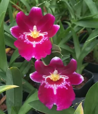 Miltoniopsis_BERT FIELD_compact Orchid Fragrant NOT In-bud/bloom When Shipped • $21.99