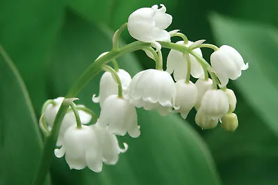 Convallaria Majalis Lily Of The Valley White Flower Perennial 9cm & 17cm Pot • £9.80