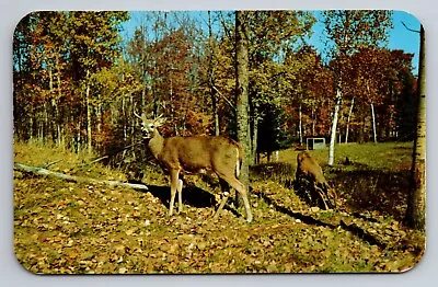 Greetings From Manitowish Waters Wisconsin Vintage Unposted Deer Doe Buck • $10.50