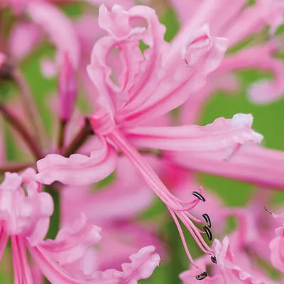 Nerine (Guernsey Lily) Bowdenii Pink 10/20 Hardy Garden Bulbs T&M • £17.99