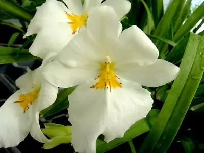 Miltoniopsis Sunglow ‘Amazing’ Easy To Grow White Flowers Fragrant From Hawaii • $39.99