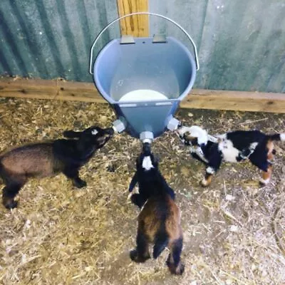 Lamb Pacifier Base Milk Bucket And Pacifier Poultry Farm Feeding Buckets Feeder • $12.08