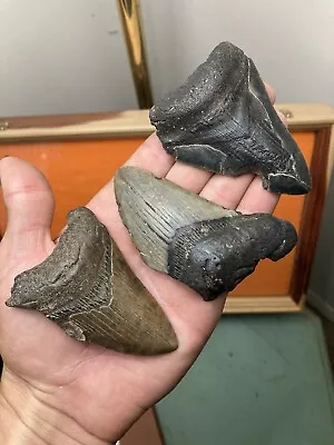 Fossil Megalodon Shark Teeth 3.25”-3.6” Lowcountry SC • $2.25