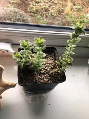 £4.50 • Buy Crassula Hottentot Jade Plant In 9cm Pot
