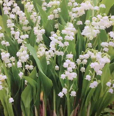 10 Lily Of The Valley (convallaria) Roots Bulbs Perennial Spring Flower Plants • £14.75