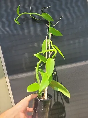 Vanilla Planifolia Orchid Plant  Grown In 6in Pot 30 + Length • $47