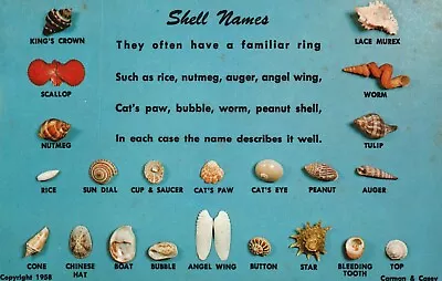 Vintage Postcard Sea Shells Names Angel Wing Cat's Paw Worm Peanut Shell • $7.18