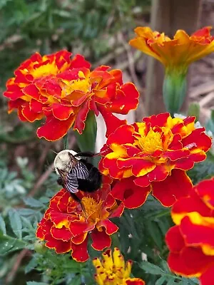 MARIGOLD FRENCH BROCADE 100+ SEEDS Heirloom OPEN POLLINATED FREE SHIP USA • $2.69