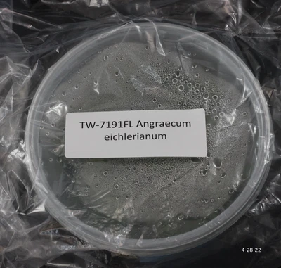 £76.91 • Buy FLASK Angraecum Eichlerianum
