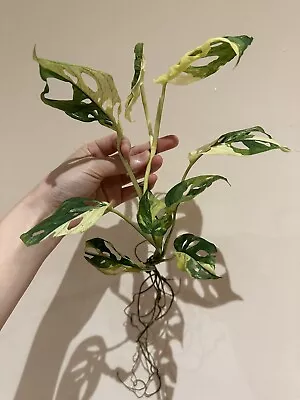 Variegated Monstera Adansonii Established Rare Aroid Plant • $29