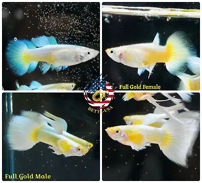 $30.95 • Buy 1 TRIO - Live Aquarium Guppy Fish High Quality  - Full Gold - US Seller