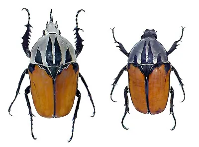 Mecynorrhina Oberthuri Unicolor PAIR 66mm African Flower Beetle Unmounted USA B • $65