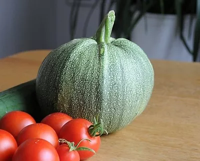 ZUCCHINI 'Ronde De Nice 6+ Seeds HEIRLOOM Unusual Round Vegetable Garden SQUASH • $2