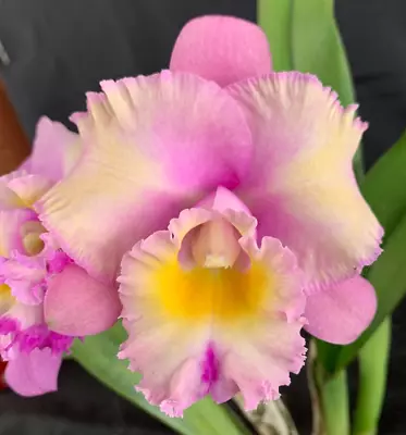 RON Cattleya Orchid C. Inez Okimoto 'Kodama' X C. Mari's Song 'CTM-217' (B889) • $32