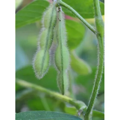 25 Midori Giant Soybean Seeds  - Grown In USA ! Edamame ! Fresh ! Tasty • $3.50