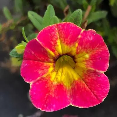 40 CALIBRACHOA CHAMELEON TART DECO Live Plants Plugs DIY Planters 838 S2 • $9.99