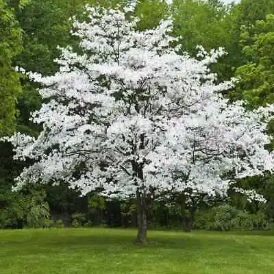 White Flowering Dogwood (Cornus Florida) Tree 8”-12” Tall FREE SHIPPING!!! • $24.99