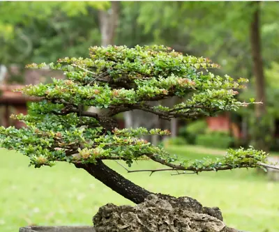 Money Plant Bonsai Tree 30  Seeds For Planting • $14.99