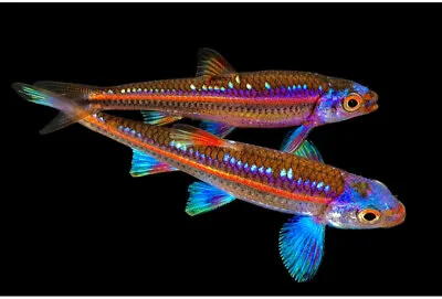 5 X Rainbow Shiner Barb Stunning Colour Live Tropical Fish Aquarium Tank Plant • £14.99