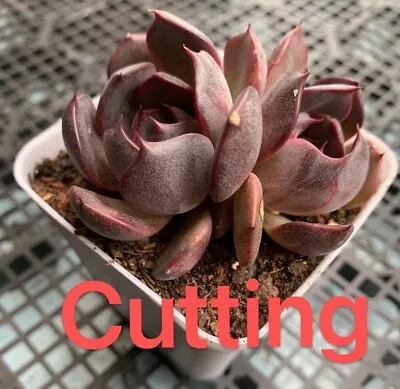 Succulent CUTTING - Echeveria Bloody Maria Sp. • $5