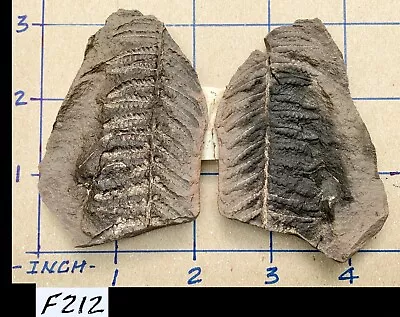 ☆ 3 Inch - MAZON CREEK OLOGOCARPIA GUTBIERI Fern Fossil ☆ Great Example ☆212 • $14.11