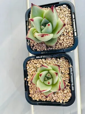 Echeveria Agavoides Ebony Rare Live  70 Mm Pot • $14