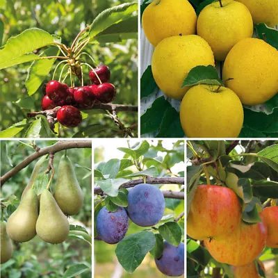 T&M Mini Fruit Tree Patio Garden Plant Apples Pears Cherries Plums 9cm Potted • £12.99