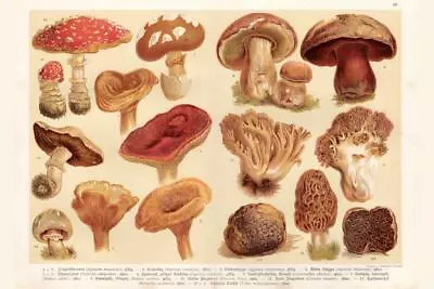 Mushrooms Lithograph 1888 Art Print Laminated Dry Erase Sign Poster 12x18 • $14.98