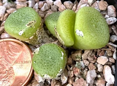 Mesembs Plant--Conophytum Ricardianum--5-Head Clump! • $34.99