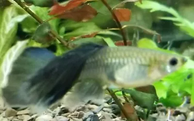 $1 START !!!!!!!RARE!!!   Robson  BLUE Moscow Guppy-2 Pairs VIDEO!!!!!! • $8.50