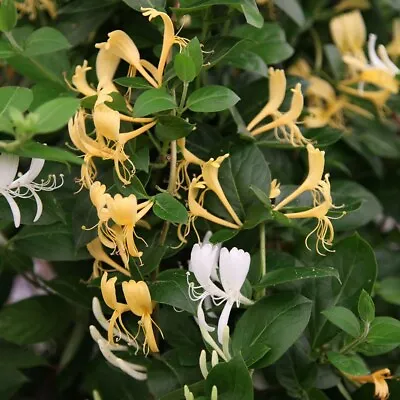 £9.99 • Buy Lonicera Honeysuckle Halliana 9 Cm Pot Climbing Plant, Evergreen, Fast Climber
