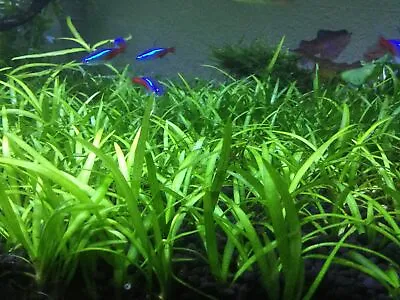 BUY 2 GET 1 FREE Dwarf Sagittaria Subulata Live Aquarium Plants • $5.99