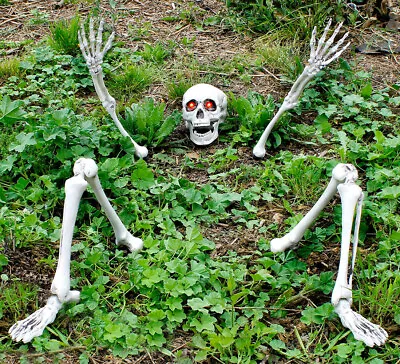 Large Ground Breaking Skeleton With Light Up Eyes Halloween Decoration Prop • £44.99