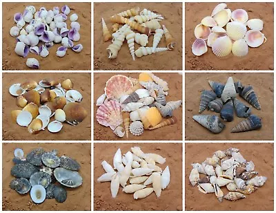 Natural Beach Shells - Home Decor  Seashells Wedding Display Craft Aquarium Sea  • £2.89