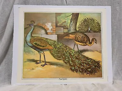 Peacock Wall Decor Original Cardboard School Chart From 1960s Kids Room Decor • $70